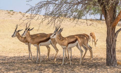 Explore Sir Bani Yas Wildlife Sanctuary